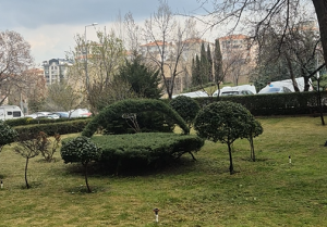 Şekil Budaması